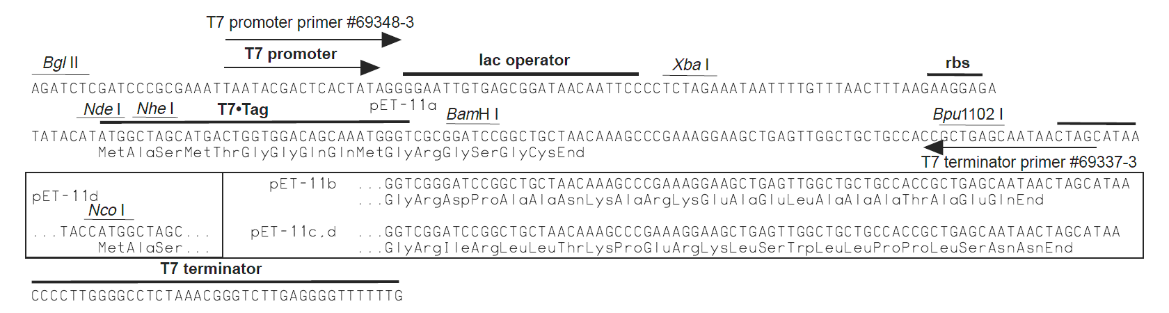pet11d多克隆位点